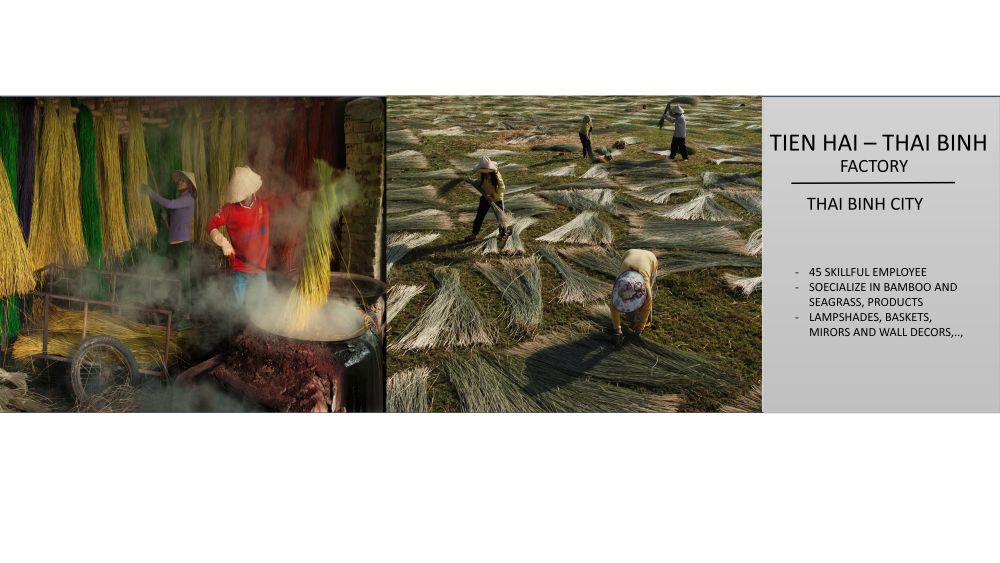 Vietnamese artisans processing natural seagrass material by hand for woven handicraft production